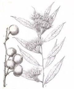Pentadiplandra brazzeana Joy perfume tree, j Pentadiplandra brazzeana Joy perfume tree, j